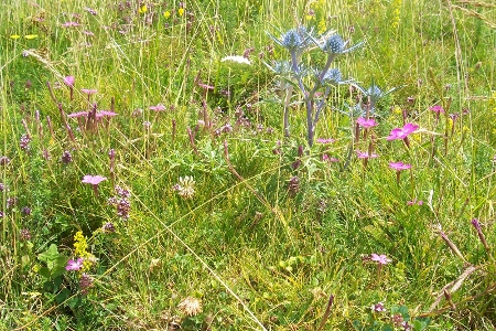 photo proche d'un bout de champ coloré de fleurs diverses
